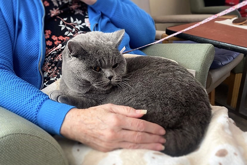 Image of a cat on a residents lap