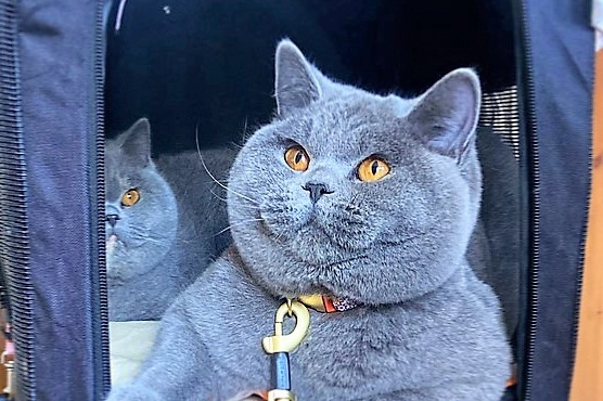 Image of a cat