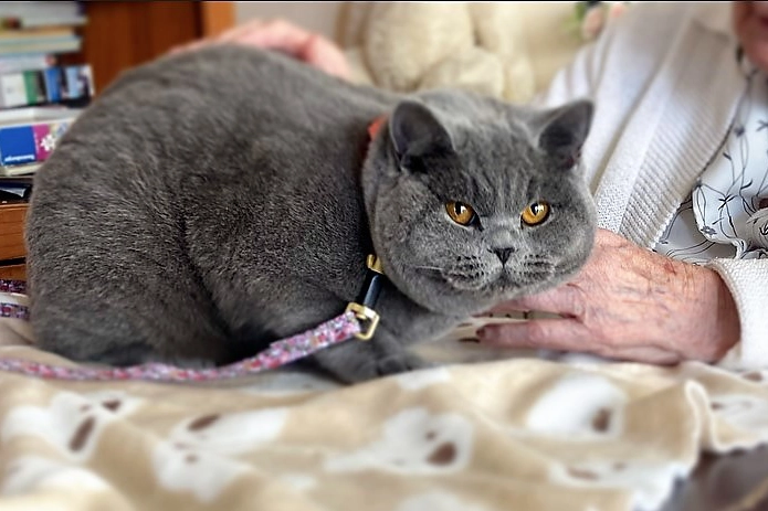 Image of a cat on a residents lap
