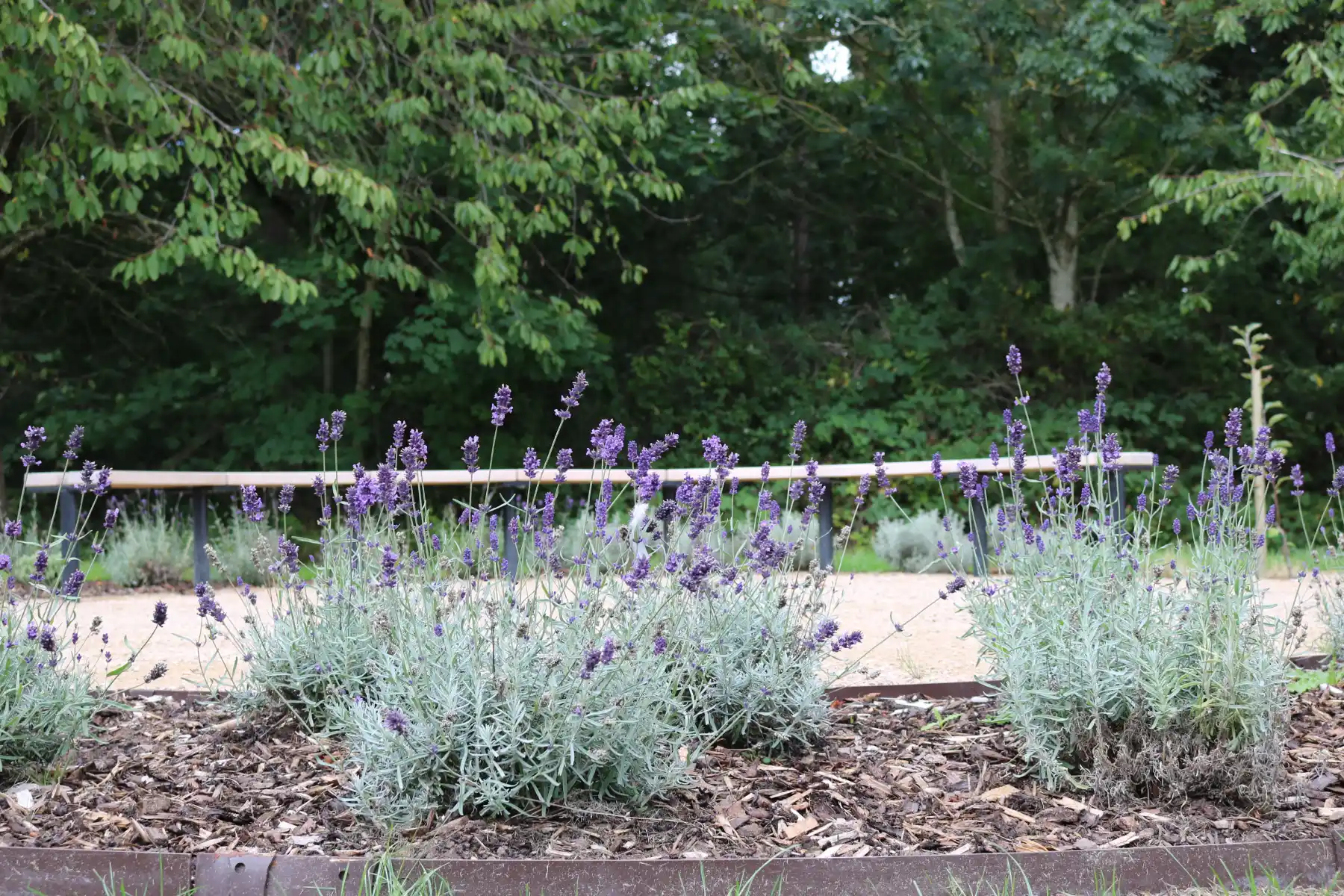 community garden