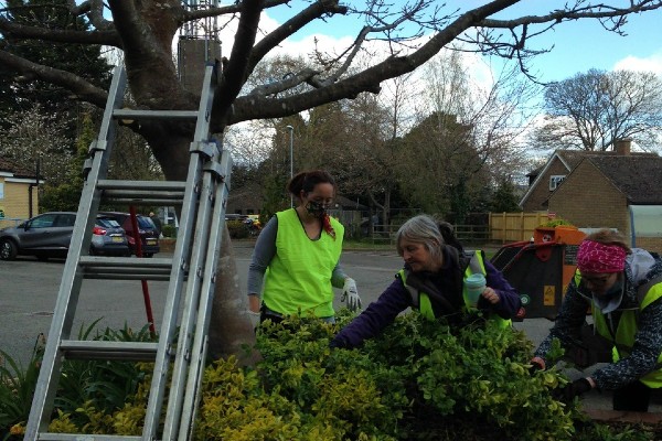 Planting the flowerbeds