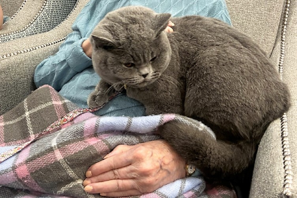 Baby the cat