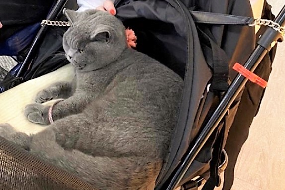 Baby the cat